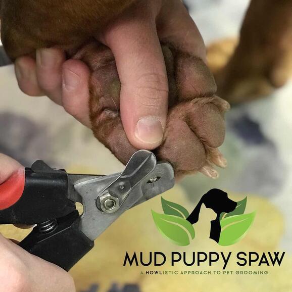 mud puppy spaw