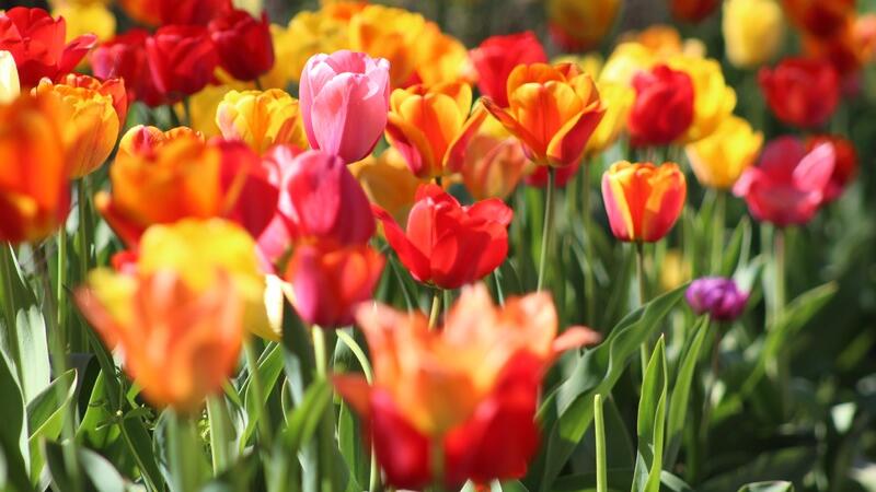 Jun 30 Cherry Creek Garden Tour And Room And Board Rooftop