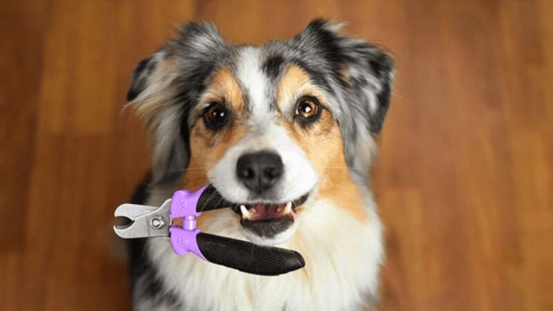 pet nail trimming near me