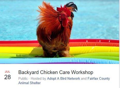 Jul 28 Backyard Chicken Care Workshop Nextdoor