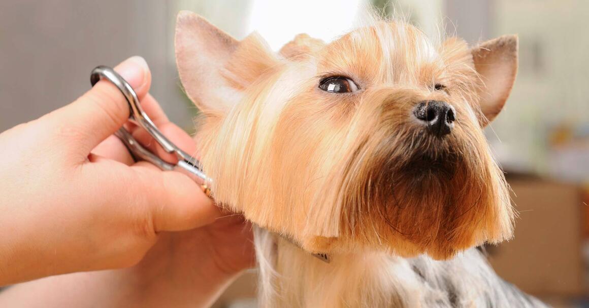 groom mobile pet grooming