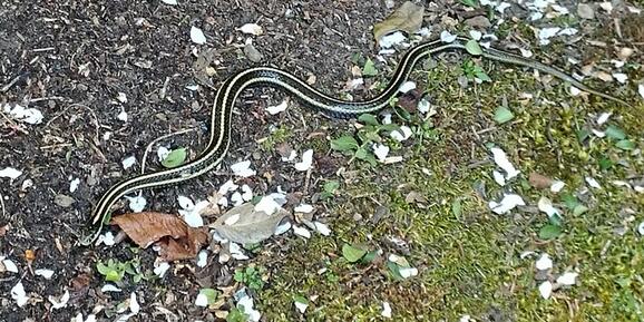 Jun 9 Garter Snakes In Your Garden Free Event By Snake